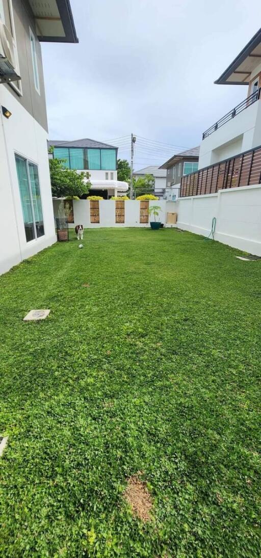 Backyard with lawn in residential area