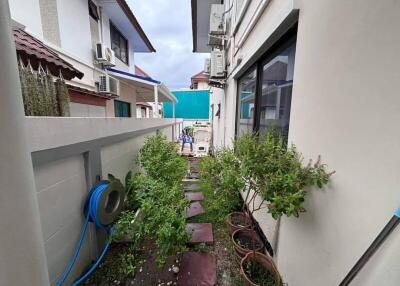 Narrow side garden with plants and pathway