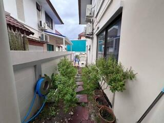 Narrow side garden with plants and pathway