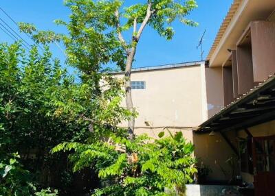 Backyard with trees and greenery