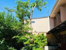 Backyard with trees and greenery