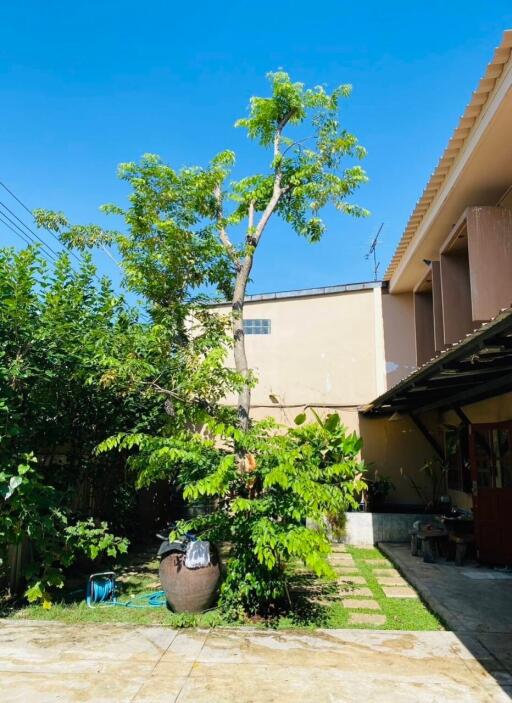 Backyard with trees and greenery