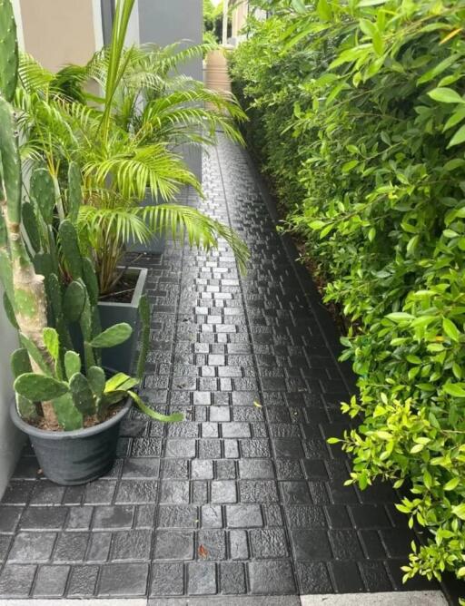 Paved walkway with greenery