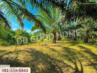 Lush green outdoor space with palm trees and clear sky