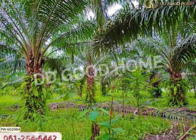 Lush green landscape with palm trees