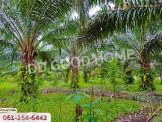 Lush green landscape with palm trees