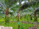 Lush green landscape with palm trees