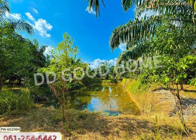 Beautiful outdoor pond with lush greenery