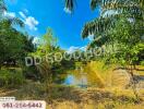 Beautiful outdoor pond with lush greenery