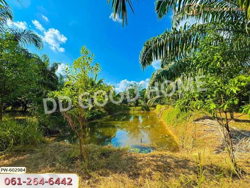 Beautiful outdoor pond with lush greenery