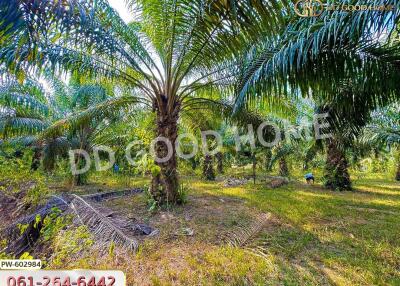 Outdoor garden or surrounding greenery with palm trees