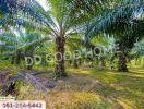 Outdoor garden or surrounding greenery with palm trees