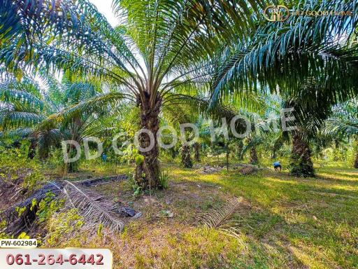 Outdoor garden or surrounding greenery with palm trees