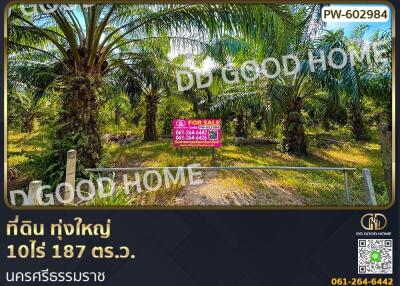 Land for sale with palm trees