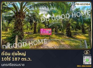 Land for sale with palm trees