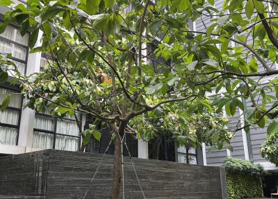 Courtyard with trees and swimming pool