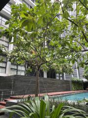 Courtyard with trees and swimming pool