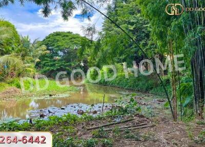 Outdoor view of a pond surrounded by lush greenery