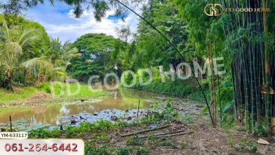 Outdoor view of a pond surrounded by lush greenery