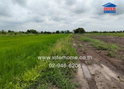 Image of agricultural land with greenery and a dirt path