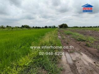 Image of agricultural land with greenery and a dirt path