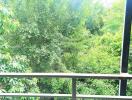 Balcony view with lush green trees