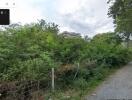 View of a road and nearby greenery