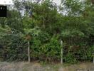 Overgrown vegetation and trees behind a wire fence