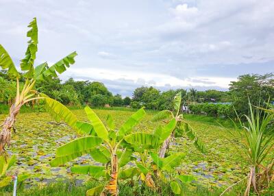 beautiful outdoor view with lush greenery and a pond