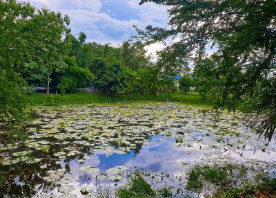 pond view with surrounding greenery