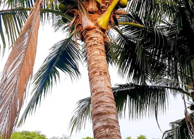 A tall coconut tree with lush green surroundings