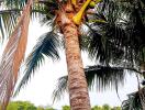 A tall coconut tree with lush green surroundings