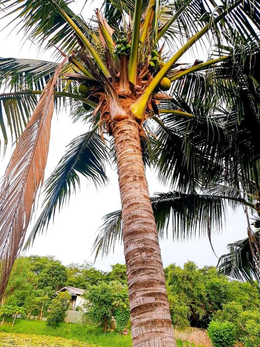 A tall coconut tree with lush green surroundings