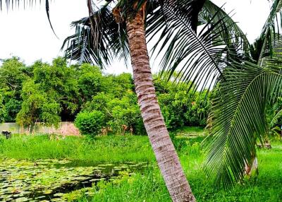 A lush green yard with a coconut tree