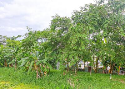 Lush green garden with various tropical plants