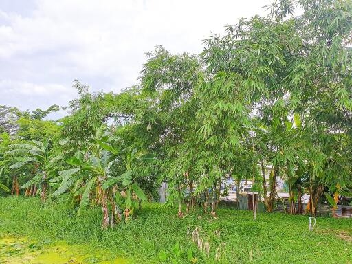 Lush green garden with various tropical plants