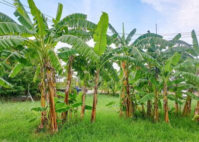 Garden with banana trees