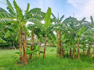 Garden with banana trees