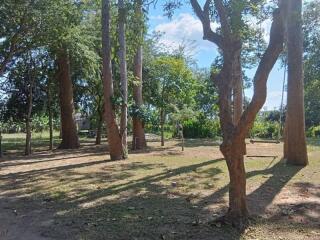 Spacious backyard with large trees and shaded areas