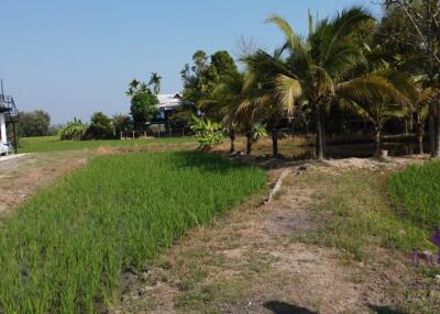 A very nice plot of land in Mae Rim which would be ideal if you’re looking for land to build your dream home where you can grow your own fruits and vegetables.