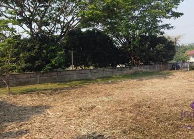 Lovely large 315 plot of land for sale in Sanpapao, Sansai, Chiang Mai