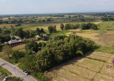 Lots of trees! Land for sale 1 Rai Buak kang Sankamphaeng Chiang Mai