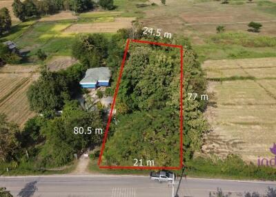 Lots of trees! Land for sale 1 Rai Buak kang Sankamphaeng Chiang Mai