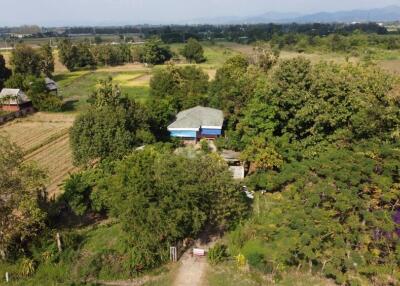 Lots of trees! Land for sale 1 Rai Buak kang Sankamphaeng Chiang Mai