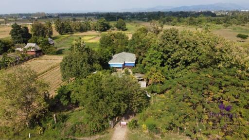 Lots of trees! Land for sale 1 Rai Buak kang Sankamphaeng Chiang Mai