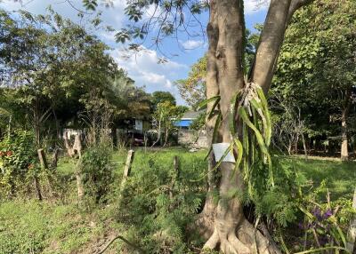 Lots of trees! Land for sale 1 Rai Buak kang Sankamphaeng Chiang Mai