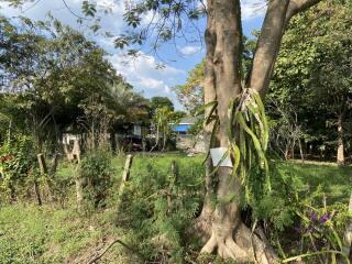 Lots of trees! Land for sale 1 Rai Buak kang Sankamphaeng Chiang Mai