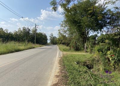 Lots of trees! Land for sale 1 Rai Buak kang Sankamphaeng Chiang Mai