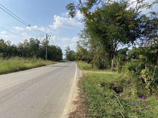 Lots of trees! Land for sale 1 Rai Buak kang Sankamphaeng Chiang Mai