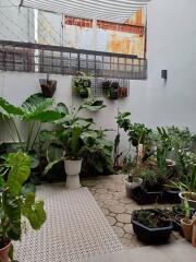 Outdoor garden with various plants